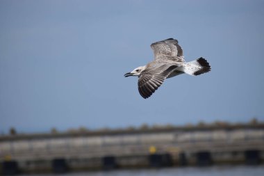 Bulutlu bir gökyüzünde uçan bir martı..