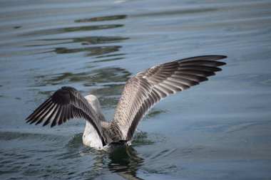 Pelikan gölde uçuyor