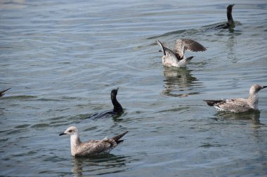 Göl kıyısında bir martı sürüsü