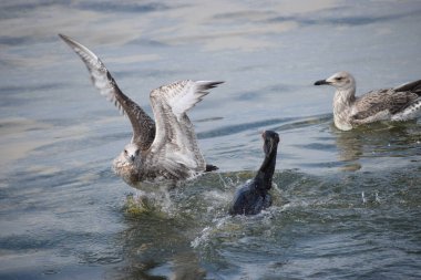 İspanya 'da sudaki ördekler