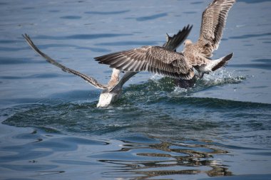Suda uçan bir martının yakın plan çekimi.