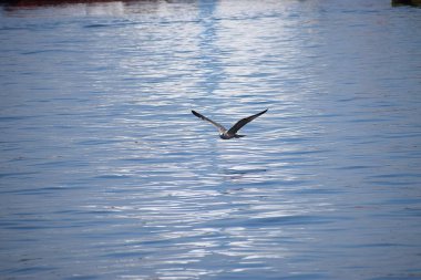 Martı gökyüzünde uçuyor.
