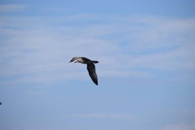 Gökyüzünde uçan kuş