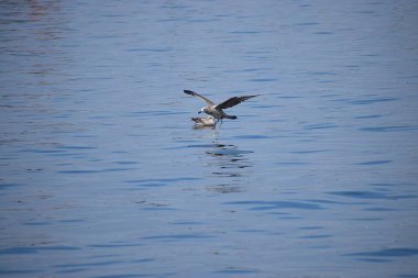 Sudaki bir kuşun yakın plan çekimi.