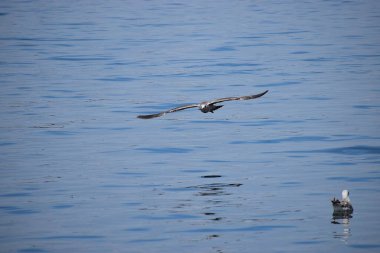 Martı denizin üzerinde uçuyor.
