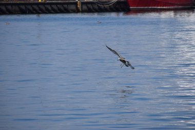 Uçan martılar denizde