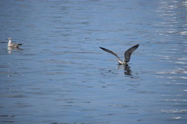 Mavi sudaki beyaz ördek (anas platthrhynchos)