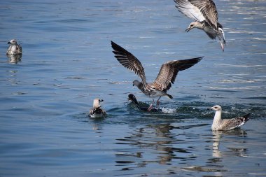 Martılar suda uçuyor.