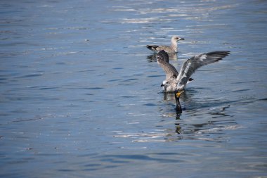 Güzel bir kuşun yakın çekimi.