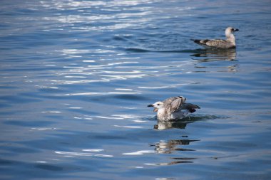 Suda bir çift martı.