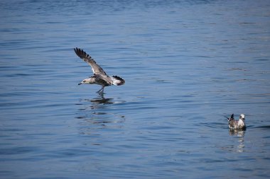 Martı suda uçuyor.
