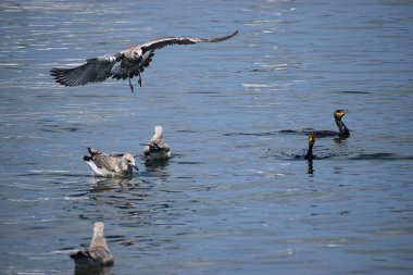 Martı denizde uçuyor.