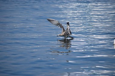 Martı suda uçuyor.