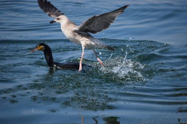Martı suda uçuyor.