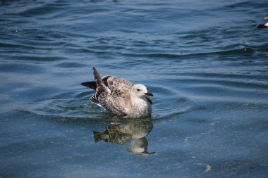 Ördek suda yüzüyor.