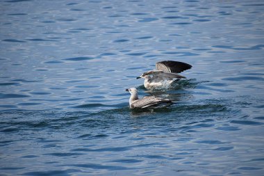 Gölde bir ördek sürüsü