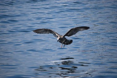Martı gökyüzünde uçuyor.