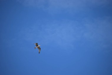 Mavi gökyüzünde uçan bir martı