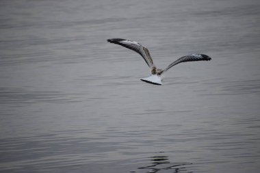 Suda uçan bir martı.
