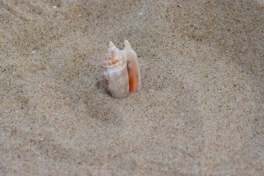 Sahilde deniz kabuğu