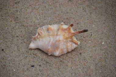 Deniz kabuğu sahilde, yaz arkaplanı