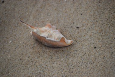 Kumsalda deniz kabuğu.