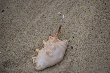 Arkasında kumlu bir plaj olan deniz kabuğu.