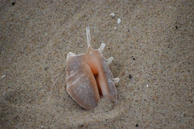 Yazın kumsalda deniz kabuğu..