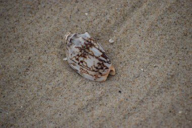 Kumsalda deniz kabuğu