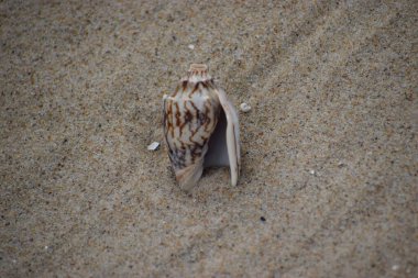 Sahilde deniz kabuğu. Deniz kabukları. deniz arkaplanı
