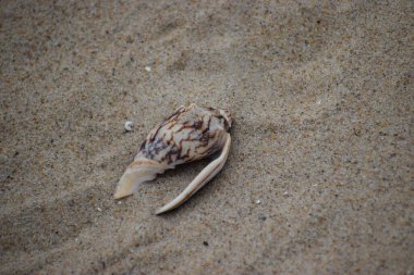 Sahilde deniz kabukları