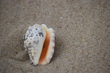 Kumsalda deniz salyangozu.