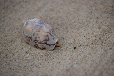 Sahilde küçük bir salyangoz kabuğu.
