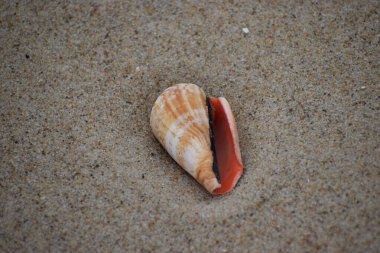 Sahildeki deniz kabuğu. yaz tatili