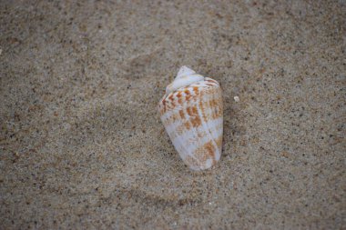 Akşamları kumsalda deniz kabuğu