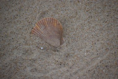 Kumsalda deniz kabuğu