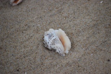 Kumsalda deniz kabuğu. Kapat - kapat.