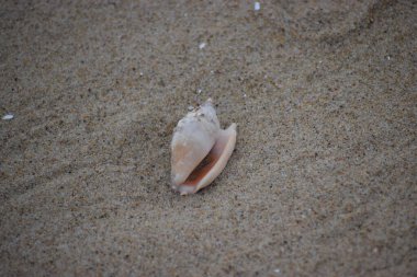 Kumdaki deniz kabuğu