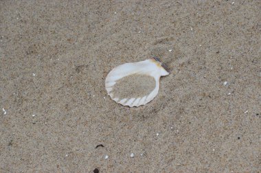 deniz kabuğu kumsal arka planında.