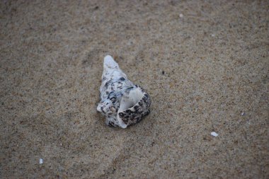 Kumsalda deniz kabuğu