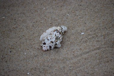 Kumlu sahildeki deniz kabuğunun yakın çekimi.