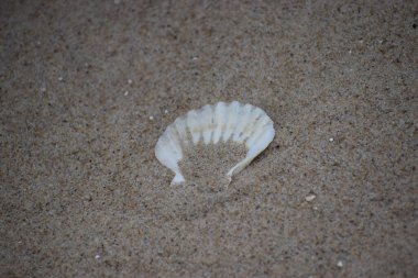 Deniz kabuğu Plajı