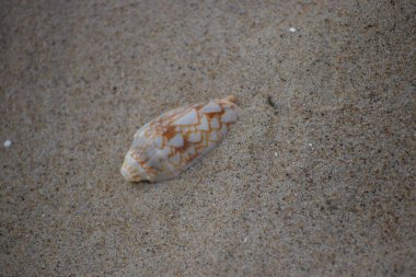 Kumda deniz kabuğu