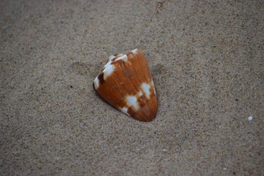 Sahilde deniz kabukları