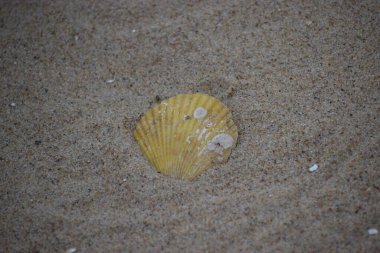 Sahilde deniz kabukları