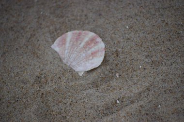 Deniz kabuğu, deniz, yaz tatili