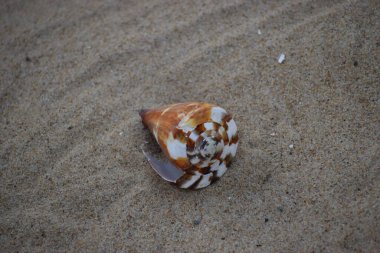 Sahilde deniz kabuğu.