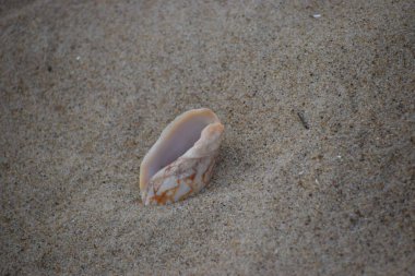 Deniz kabuğu sahilde, yaz tatili konsepti