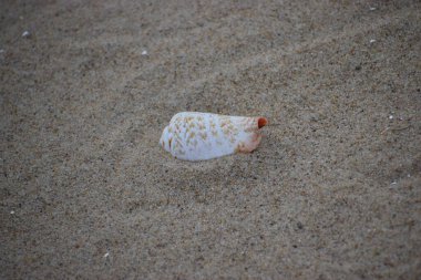 Kumsalda deniz kabuğu
