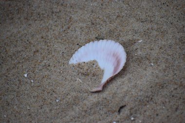 Sahilde deniz kabuğu
